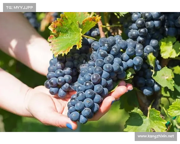 如何科学养护高地红石榴确保丰收与优质果实的最佳方法 如何科学养护高地红石榴确保丰收与优质果实的最佳方法