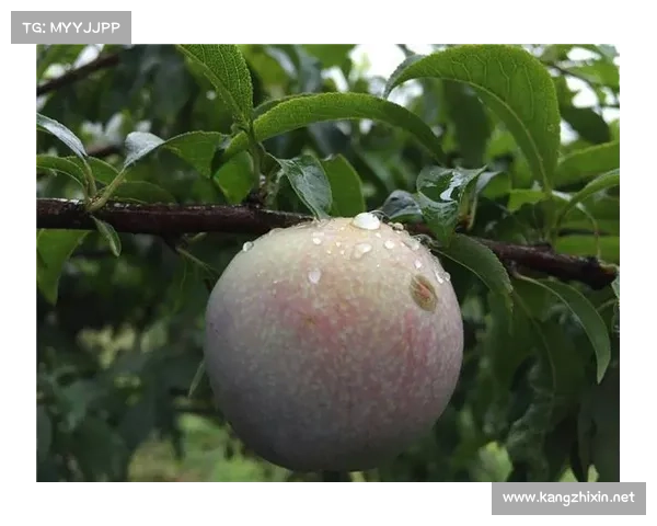 高地红石榴养护全攻略必备技巧与步骤详解助你打造丰收果园 高地红石榴养护全攻略必备技巧与步骤详解助你打造丰收果园