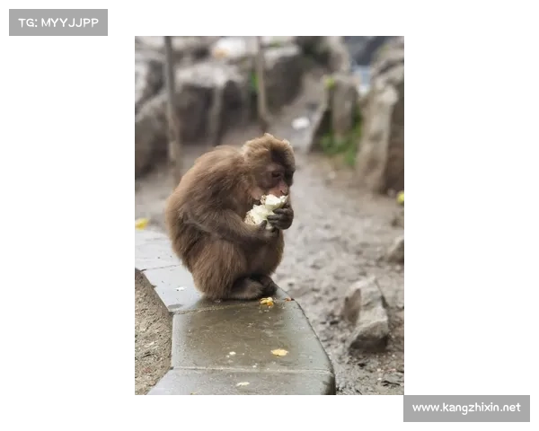 黑暗游戏对现代人道德观念的塑造与冲击分析 黑暗游戏对现代人道德观念的塑造与冲击分析